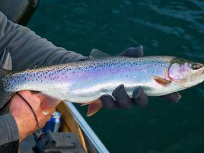 صادرات ۱۰ هزار تن ماهی قزل آلا از کشور در ۱۰ ماه